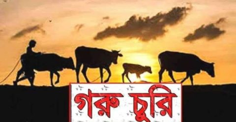 গফরগাঁওয়ে রাতের আঁধারে গোয়ালঘর থেকে দুই গরু চুরি