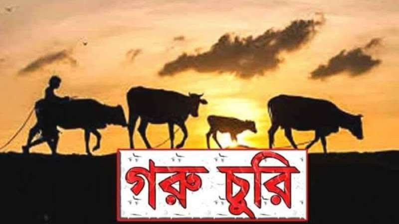 গফরগাঁওয়ে রাতের আঁধারে গোয়ালঘর থেকে দুই গরু চুরি