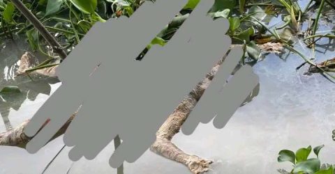 বাকেরগঞ্জে তুলাতলা নদী থেকে অজ্ঞাত নারীর ভাসমান লা*শ উদ্ধার