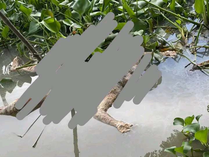 বাকেরগঞ্জে তুলাতলা নদী থেকে অজ্ঞাত নারীর ভাসমান লা*শ উদ্ধার