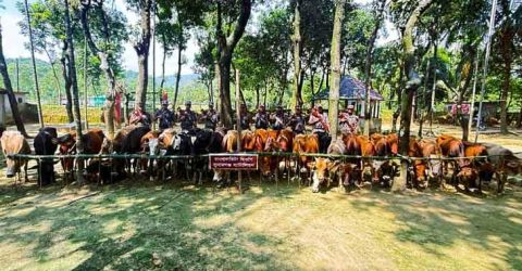 গরু চোরাকারবারিদের গুলিতে আহত বিজিবি নায়েক,  মধ্যনগর সীমান্তের ৯০ চোরাকারবারির নামে মামলা