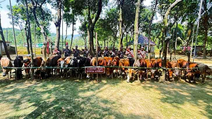 গরু চোরাকারবারিদের গুলিতে আহত বিজিবি নায়েক,  মধ্যনগর সীমান্তের ৯০ চোরাকারবারির নামে মামলা