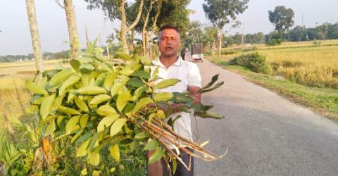 নান্দাইলে পূর্ব শত্রুতার জেরে অসংখ্য গাছ কেটে ফেলেছে। মারধর প্রাণ নাশের হুমকি। থানায় অভিযোগ দায়ের। 