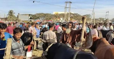 নান্দাইলে বারুইগ্রাম চৌরাস্তা সরকারি গরুর হাট দলীয় প্রভাবে দখলের অভিযোগ- ইজারাদারকে প্রবেশে বাধা