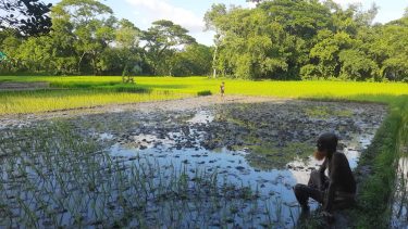 ঈশ্বরগঞ্জে আদালতের ১৪৪ ধারা অমান্য করে ধান রোপণের অভিযোগ